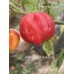 Isabela Island Habanero Pepper Seeds Isabela Island Habanero Pepper Seeds