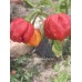 Isabela Island Habanero Pepper Seeds Isabela Island Habanero Pepper Seeds