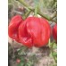 Isabela Island Habanero Pepper Seeds Isabela Island Habanero Pepper Seeds