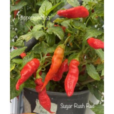 Sugar Rush Red Pepper Seeds 