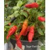 Sugar Rush Red Pepper Seeds 