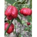 7-Pot Lucky Pepper Seeds 