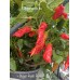 Sugar Rush Red Pepper Seeds 