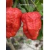 Bhut Jolokia Strain 2 Pepper