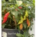 Sugar Rush Red Pepper Seeds 