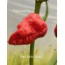 Bhut Jolokia Strain 2 Pepper