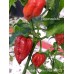 Trinidad Scorpion Red CARDI Pepper Seeds Trinidad Scorpion Red CARDI Pepper Seeds