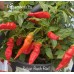 Sugar Rush Red Pepper Seeds 