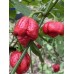 7-Pot Lucky Pepper Seeds 