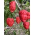 Bhut Jolokia Strain 2 Pepper