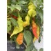 Sugar Rush Red Pepper Seeds 