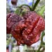 Pepper XXX Chocolate Pepper Seeds Pepper XXX Chocolate Pepper Seeds