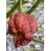 Pepper XXX Chocolate Pepper Seeds Pepper XXX Chocolate Pepper Seeds