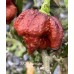 Pepper XXX Chocolate Pepper Seeds Pepper XXX Chocolate Pepper Seeds