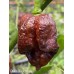 Giant Black Naga Pepper Seeds 