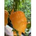 Tom’s Giant Peach Scorpion Pepper Seeds Tom’s Giant Peach Scorpion Pepper Seeds