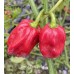 Arroz Con Pollo Pepper Seeds Arroz Con Pollo Pepper Seeds