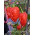 Red Gum Nagabrains Tiger Mamp Pepper Seeds