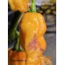 Reaper Sbagliato Orange Pepper Seeds 