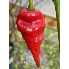 Devil’s Rib Pepper Seeds