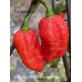 Red Gum Nagabrains Tiger Mamp Pepper Seeds