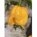 C22 Peach Orange Pepper Seeds 