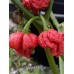 Pepper XXX Pepper Seeds Pepper XXX Pepper Seeds