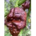 Giant Black Naga Pepper Seeds 