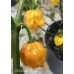 C22 Peach Orange Pepper Seeds 