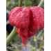Pepper XXX Pepper Seeds Pepper XXX Pepper Seeds