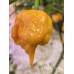 C22 Peach Orange Pepper Seeds 