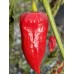 Devil’s Rib Pepper Seeds