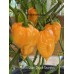 Tom’s Giant Peach Scorpion Pepper Seeds Tom’s Giant Peach Scorpion Pepper Seeds