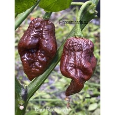 Giant Black Naga Pepper Seeds 