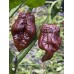 Giant Black Naga Pepper Seeds 