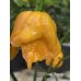 C22 Peach Orange Pepper Seeds 