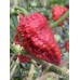 7-Pot Cinder Pepper Seeds 7-Pot Cinder Pepper Seeds