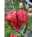 Pepper XXX Pepper Seeds Pepper XXX Pepper Seeds