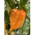 Tom’s Giant Peach Scorpion Pepper Seeds 