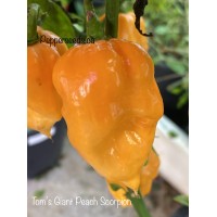Tom’s Giant Peach Scorpion Pepper Seeds 