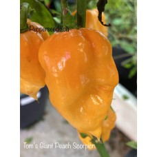 Tom’s Giant Peach Scorpion Pepper Seeds 