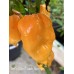 Tom’s Giant Peach Scorpion Pepper Seeds Tom’s Giant Peach Scorpion Pepper Seeds