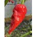 Devil’s Rib Pepper Seeds