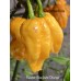 Reaper Sbagliato Orange Pepper Seeds 
