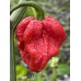 Pepper XXX Pepper Seeds Pepper XXX Pepper Seeds