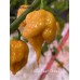 C22 Peach Orange Pepper Seeds 