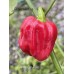 Arroz Con Pollo Pepper Seeds Arroz Con Pollo Pepper Seeds