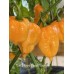 Tom’s Giant Peach Scorpion Pepper Seeds Tom’s Giant Peach Scorpion Pepper Seeds