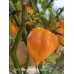 Tom’s Giant Peach Scorpion Pepper Seeds 