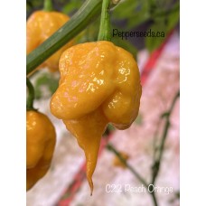 C22 Peach Orange Pepper Seeds C22 Peach Orange Pepper Seeds